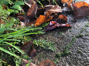 Glue objects - Leafs - (2023)